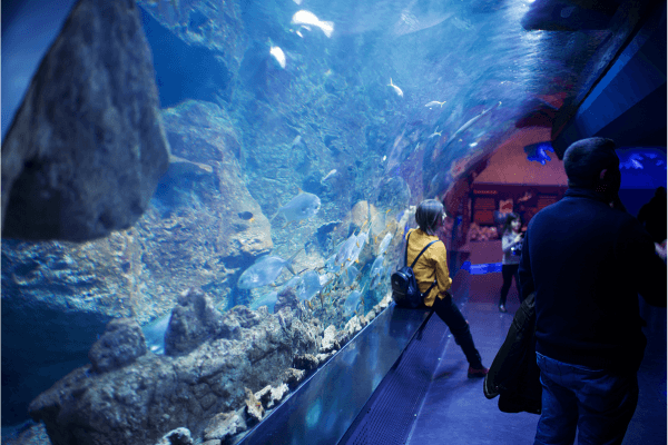 Dubai Aquarium and Underwater Zoo Dubai Aquarium and Underwater Zoo