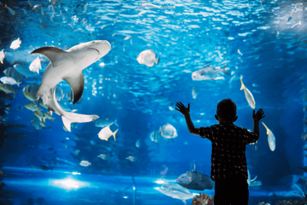 Dubai Aquarium and Underwater Zoo Dubai Aquarium and Underwater Zoo