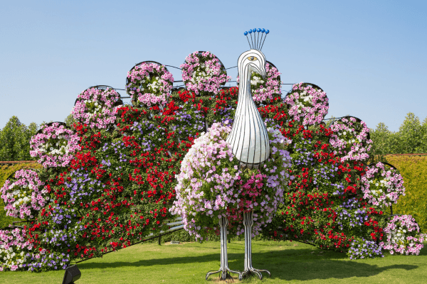 Dubai Miracle Garden Tickets Dubai Miracle Garden Tickets
