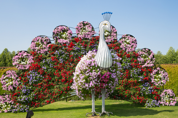 Dubai Miracle Garden